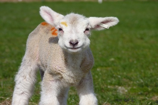 <p>Farm Team Building Activities</p>